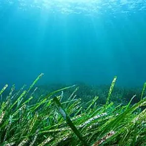 Mikroalgen und Seetang im Wasser