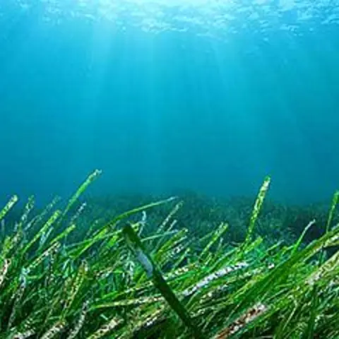 Mikroalgen und Seetang im Wasser