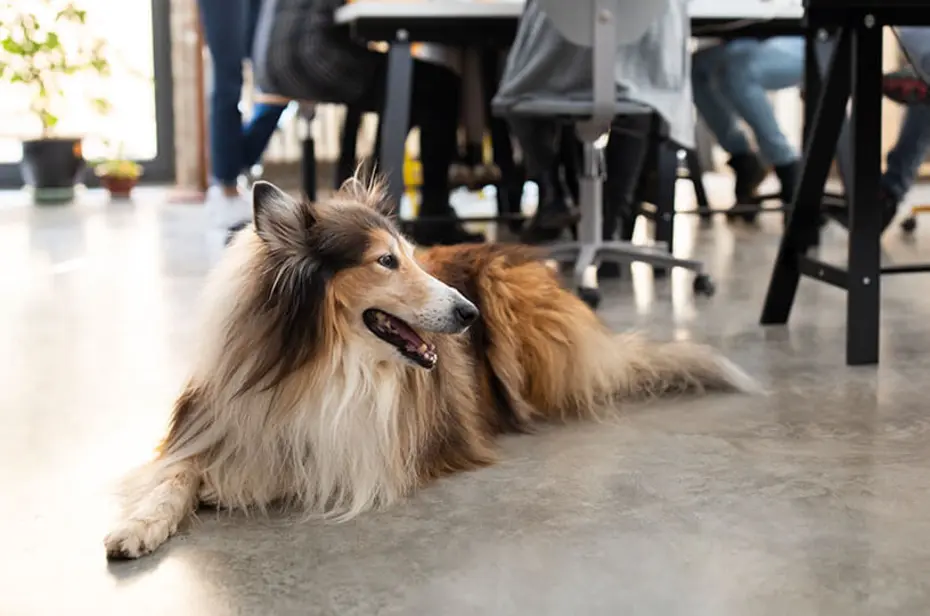 Collie liegt auf dem Boden
