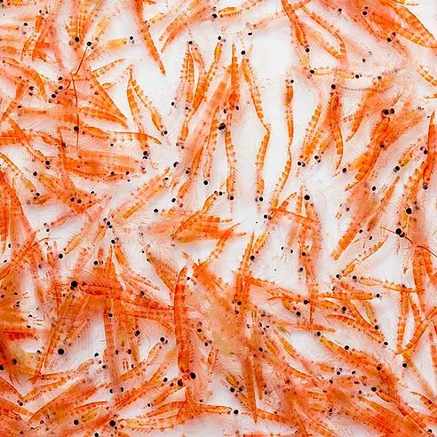 Krill