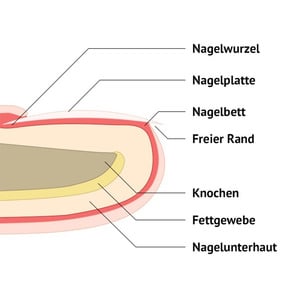 Aufbau und Funktion von Fingernägeln