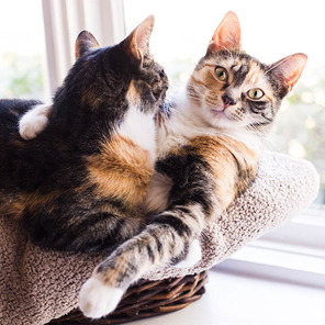 Hautkrankheiten bei Katzen vorbeugen