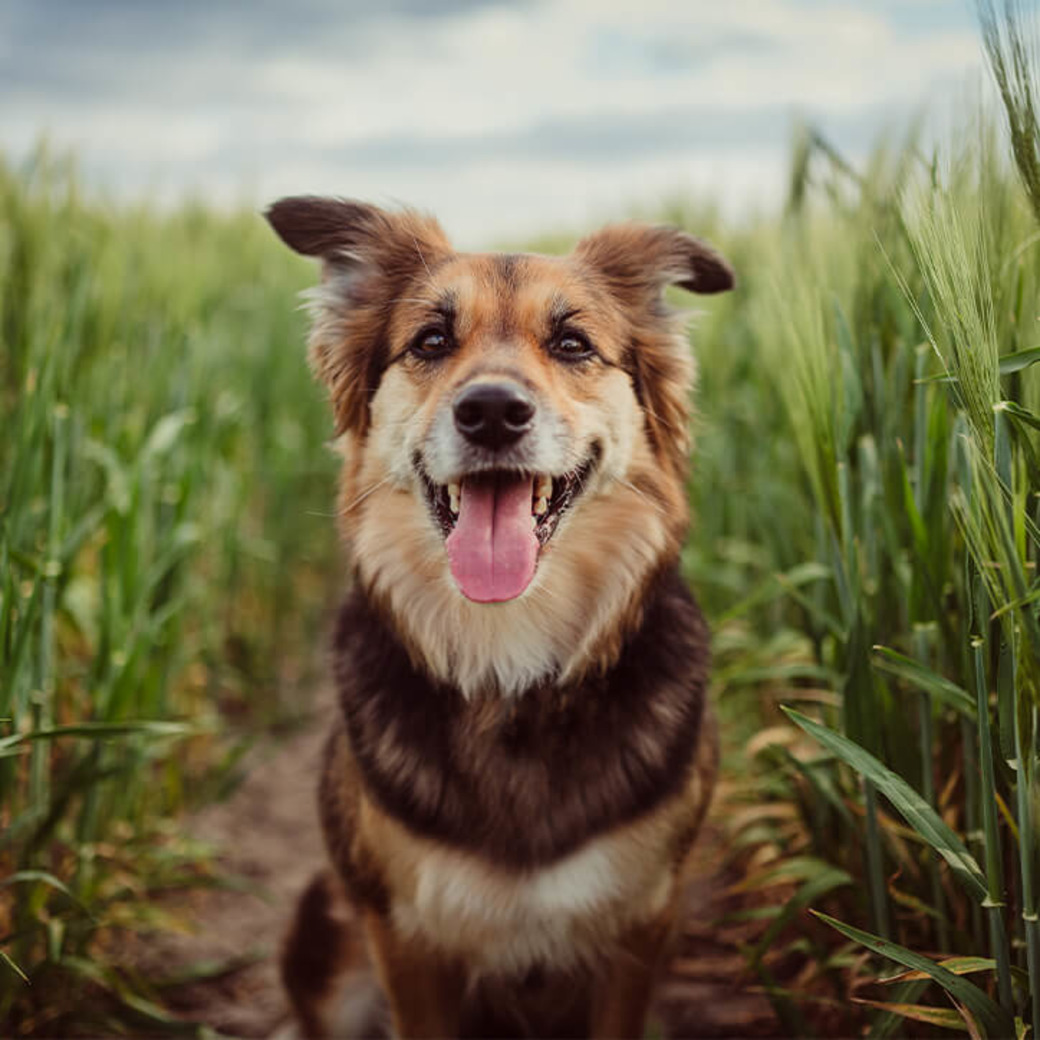 Hund sitzt in Feld