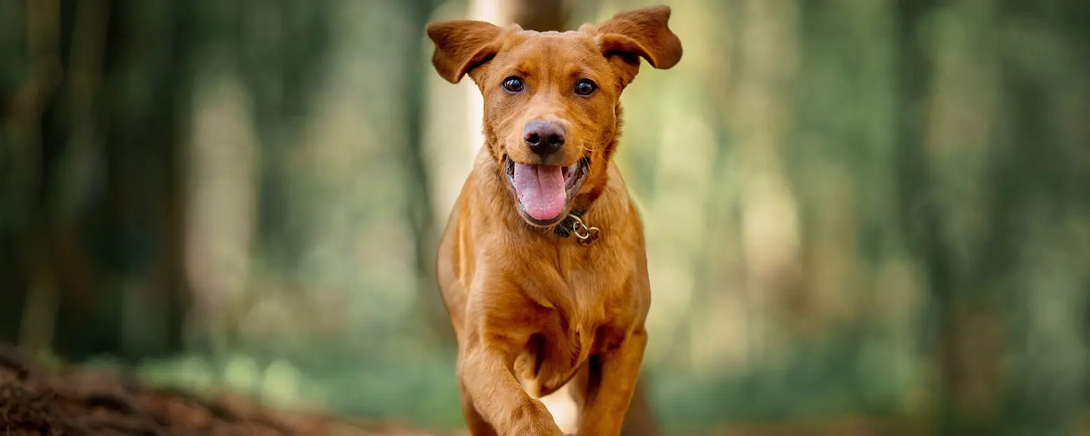 Hund läuft durch Wald