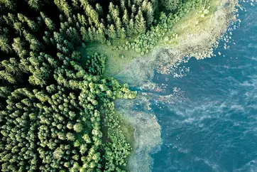 Drohnenaufnahme von Nadelwald an einer See- oder Meeresküste mit klarem Übergang von Grün zu Blau
