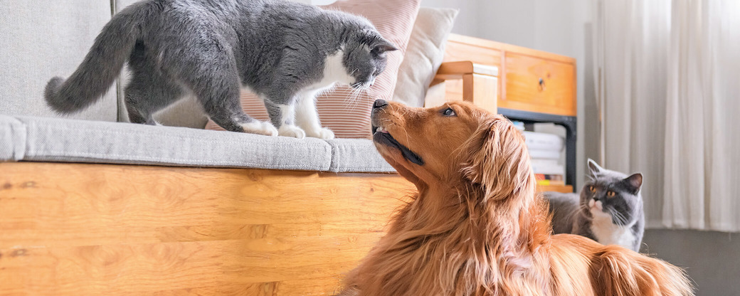 Hund und zwei Katzen