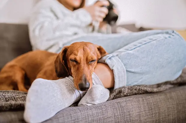 Hund kuschelt auf dem Sofa