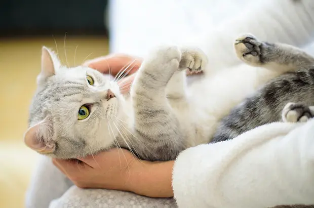 Helle Katze auf dem Rücken