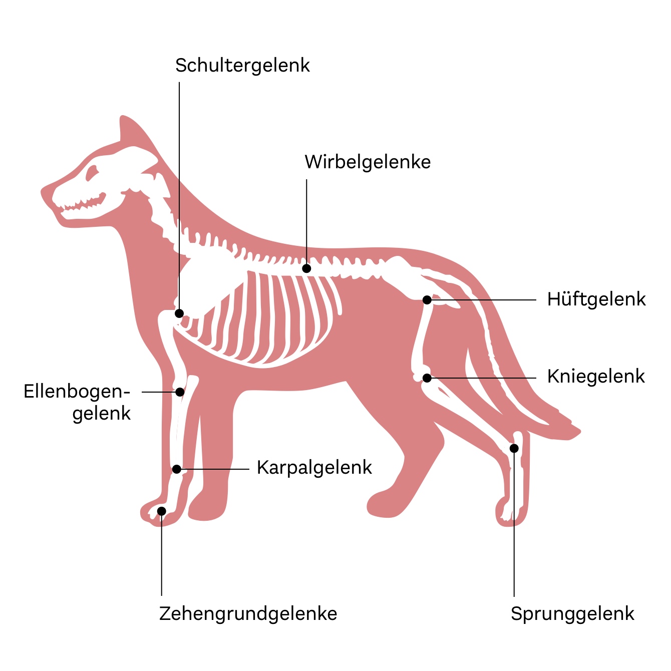 Gelenk-Aufbau des Hundes