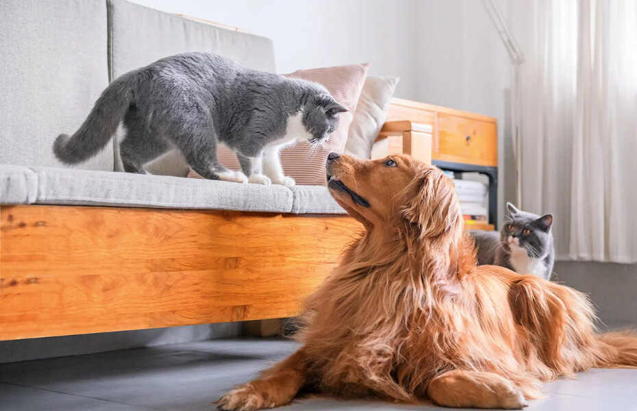 Biotin katze - Die preiswertesten Biotin katze ausführlich verglichen!