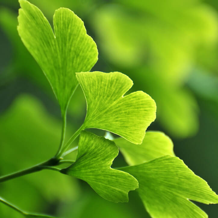 Die Ginkgoblätter eines Ginkgobaums gelten schon lange sowohl als Zier-, als auch als Heilpflanze.